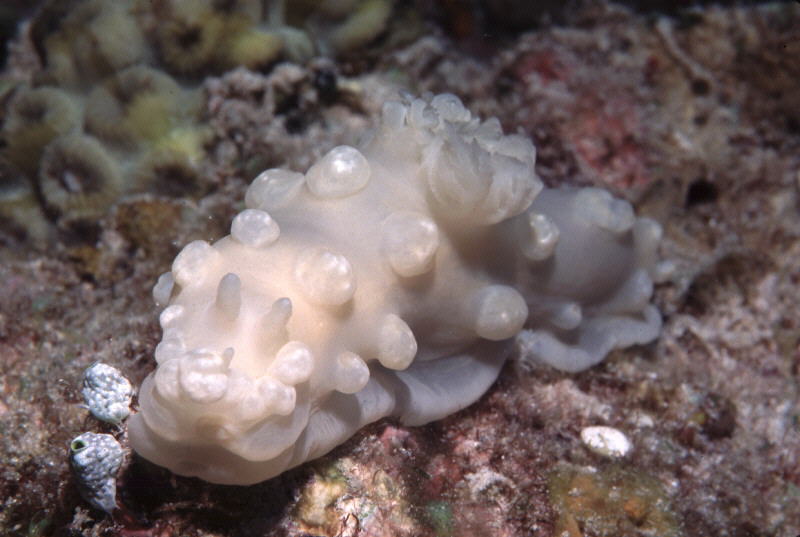 Gymnodoris sp